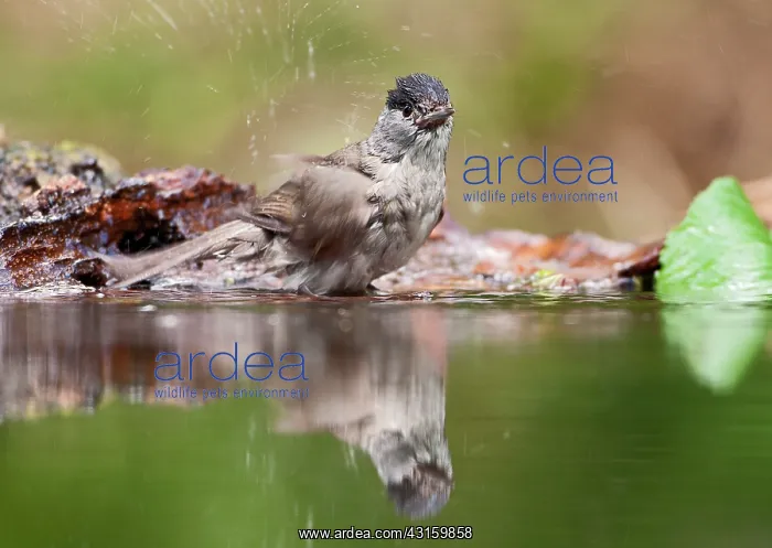 : Eurasian Blackcap : Eurasian Blackcap