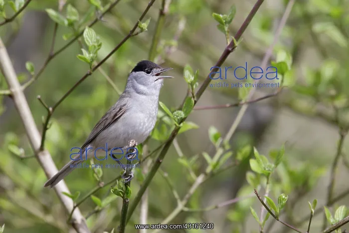 : Eurasian Blackcap : Eurasian Blackcap