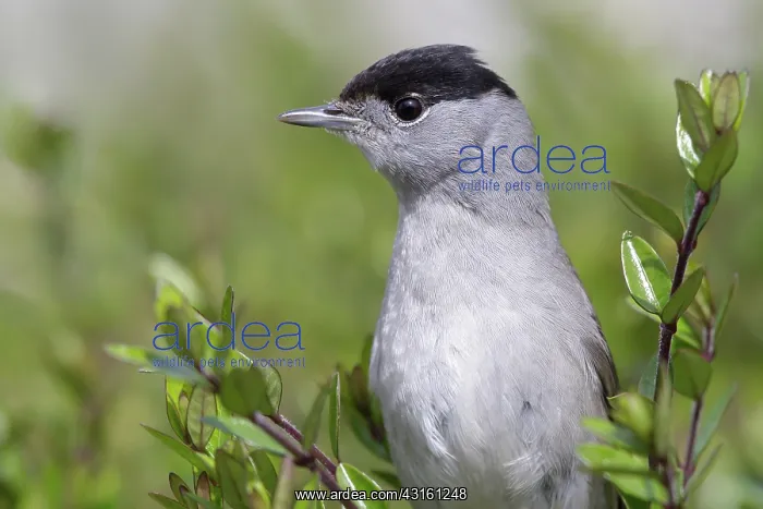 : Eurasian Blackcap : Eurasian Blackcap
