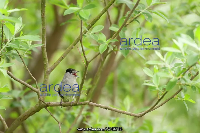 : Eurasian Blackcap : Eurasian Blackcap