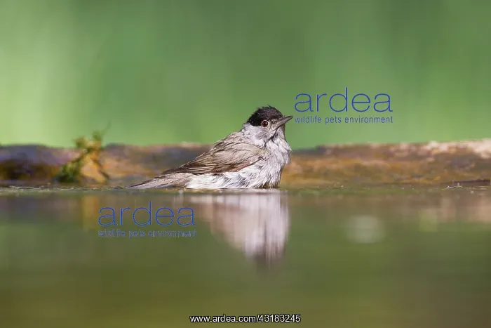 : Eurasian Blackcap : Eurasian Blackcap