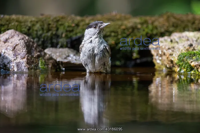 : Eurasian Blackcap : Eurasian Blackcap