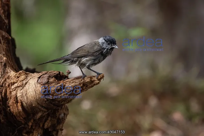 : EURASIAN BLACKCAP : EURASIAN BLACKCAP