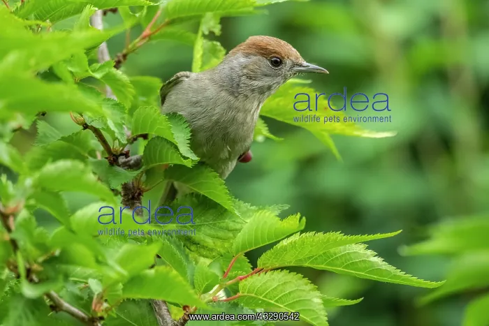 : Eurasian blackcap - adult female blackcap sitting on a tree : Eurasian blackcap - adult female blackcap sitting on a tree