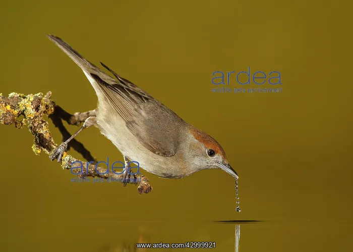 : Eurasian Blackcap - adult female drinking water : Eurasian Blackcap - adult female drinking water
