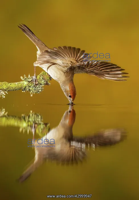 : Eurasian Blackcap - adult female drinking water : Eurasian Blackcap - adult female drinking water