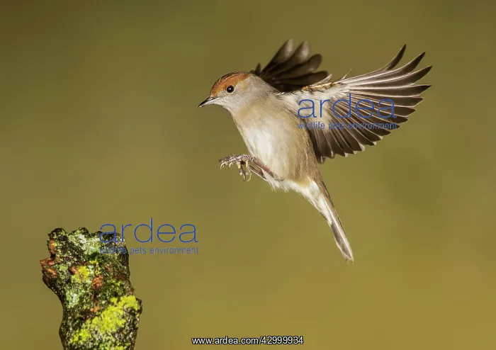 : Eurasian Blackcap - adult female in flight : Eurasian Blackcap - adult female in flight