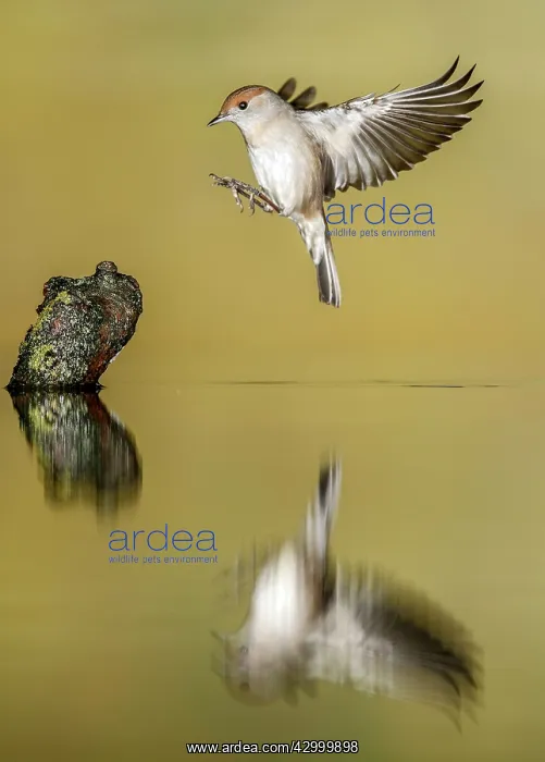 : Eurasian Blackcap - adult female in flight - with reflection : Eurasian Blackcap - adult female in flight - with reflection