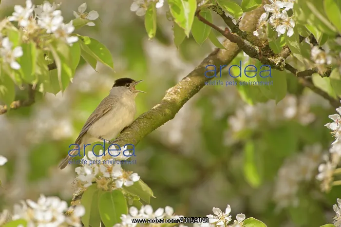  : Pear. Eurasian Blackcap (Sylvia atricapilla) male singing on a flowering Pear tree 