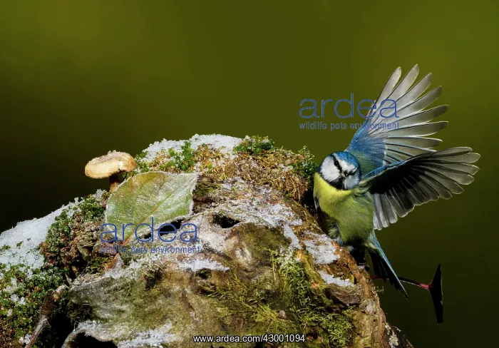 : Eurasian Blue Tit adult : Eurasian Blue Tit adult