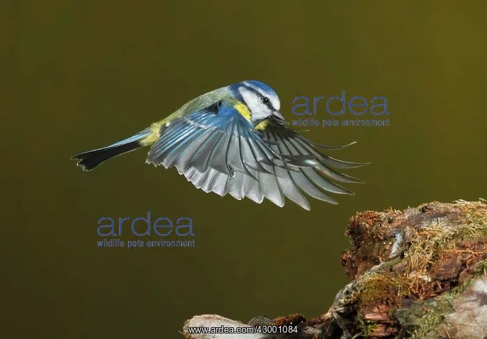 : Eurasian Blue Tit adult in flight : Eurasian Blue Tit adult in flight