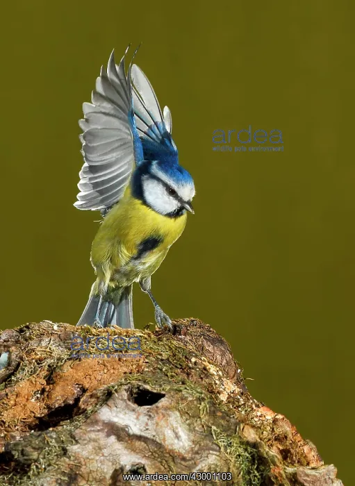 : Eurasian Blue Tit adult perched with wings raised : Eurasian Blue Tit adult perched with wings raised