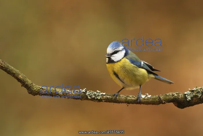 : Eurasian Blue Tit (Cyanistes caeruleus) : Eurasian Blue Tit (Cyanistes caeruleus)