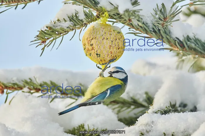 : Eurasian blue tit (Cyanistes caeruleus), Bavaria : Eurasian blue tit (Cyanistes caeruleus), Bavaria