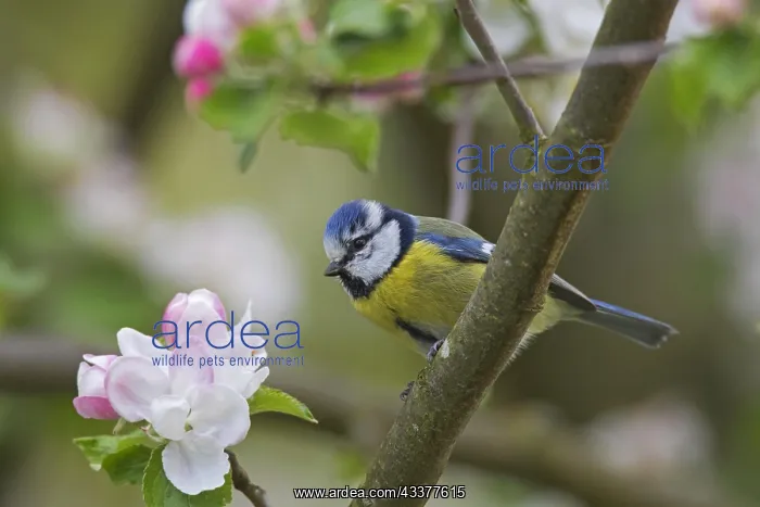 : Eurasian blue tit (Cyanistes caeruleus) perched : Eurasian blue tit (Cyanistes caeruleus) perched