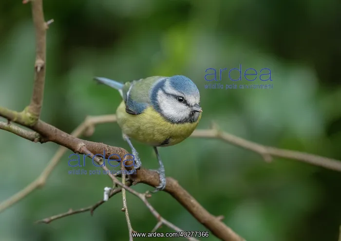 : Eurasian blue tit, Cyanistes caeruleus, in winter : Eurasian blue tit, Cyanistes caeruleus, in winter