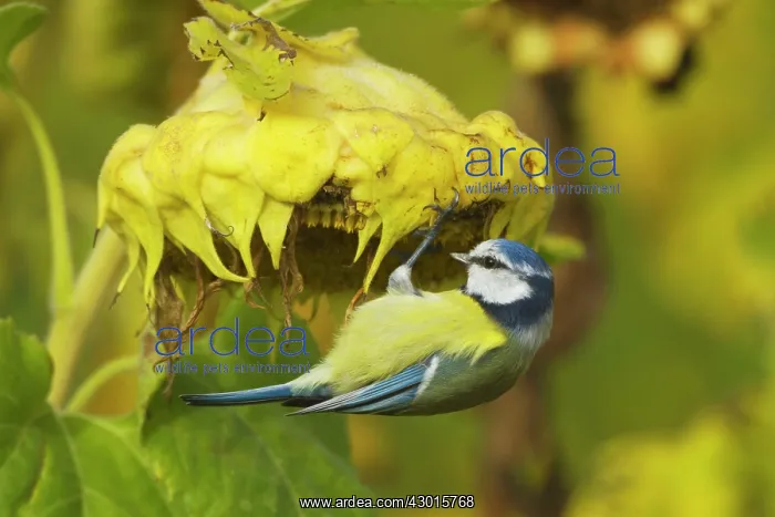: Eurasian Blue Tit feeding on sunflower seeds : Eurasian Blue Tit feeding on sunflower seeds