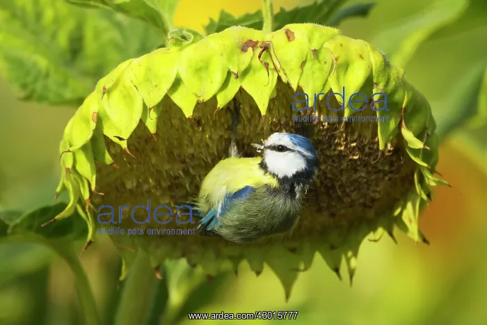: Eurasian Blue Tit feeding on sunflower seeds : Eurasian Blue Tit feeding on sunflower seeds