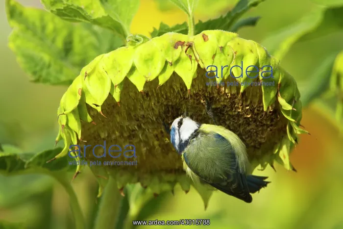 : Eurasian Blue Tit feeding on sunflower seeds : Eurasian Blue Tit feeding on sunflower seeds