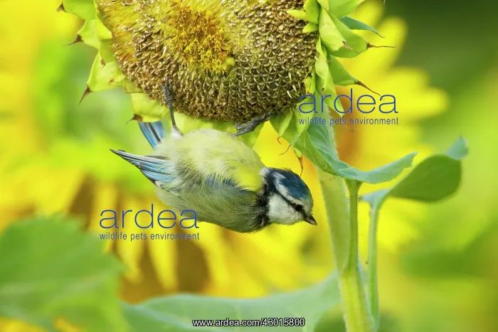 : Eurasian Blue Tit feeding on sunflower seeds : Eurasian Blue Tit feeding on sunflower seeds