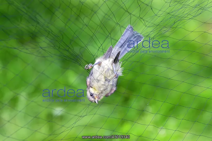 : Eurasian Blue Tit immature ringing the birds : Eurasian Blue Tit immature ringing the birds