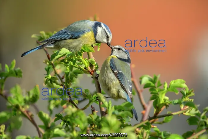 : Eurasian blue tit - male blue tit is giving the female a bri : Eurasian blue tit - male blue tit is giving the female a bri