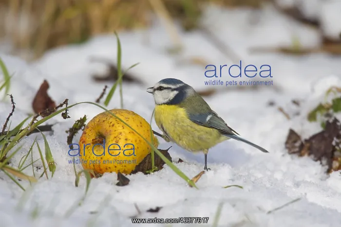 : Eurasian blue tit (Parus caeruleus) feeding from : Eurasian blue tit (Parus caeruleus) feeding from