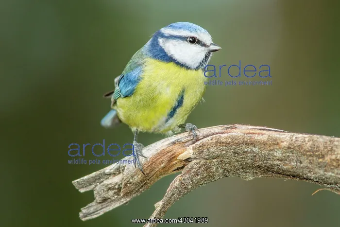  : Eurasian Blue Tit perched on branch
