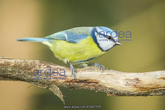 : Eurasian Blue Tit perched on branch : Eurasian Blue Tit perched on branch