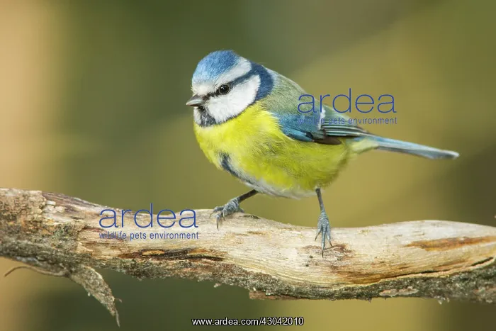 : Eurasian Blue Tit perched on branch : Eurasian Blue Tit perched on branch