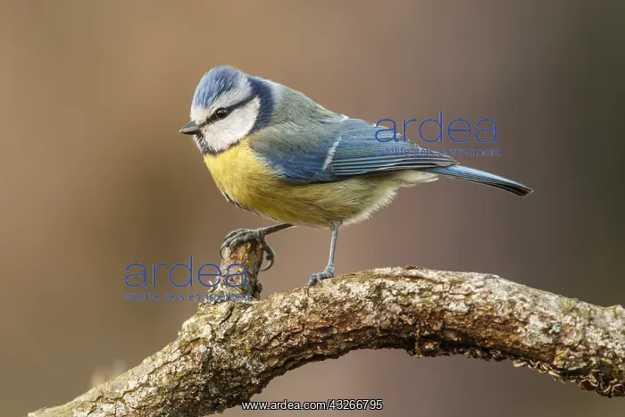 : Eurasian Blue Tit - perched on a branch Cantalejo : Eurasian Blue Tit - perched on a branch Cantalejo