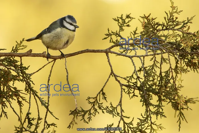 : Eurasian Blue Tit - perched on a branch - Castilla : Eurasian Blue Tit - perched on a branch - Castilla