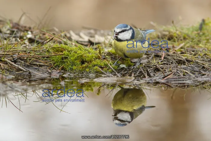: Eurasian Blue Tit - on shore - Castilla Leon, Spain : Eurasian Blue Tit - on shore - Castilla Leon, Spain