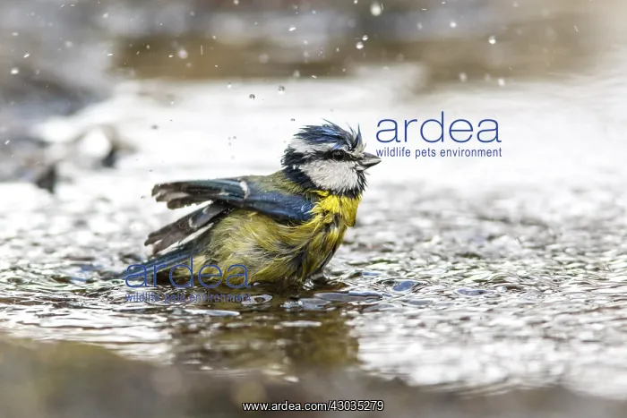 : Eurasian Blue Tit - taking a bath - Castilla Leon, Spain : Eurasian Blue Tit - taking a bath - Castilla Leon, Spain