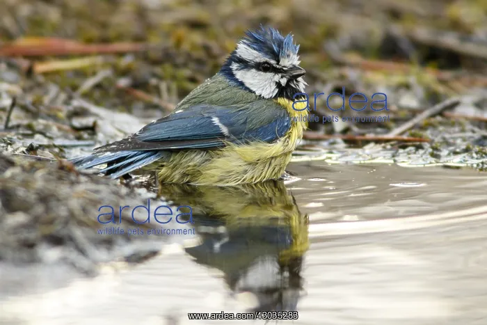 : Eurasian Blue Tit - taking a bath - Castilla Leon, Spain : Eurasian Blue Tit - taking a bath - Castilla Leon, Spain