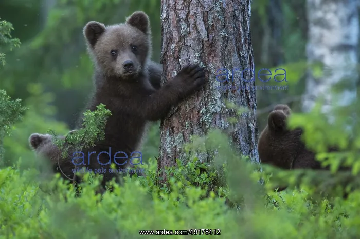 : Eurasian Brown Bear (Ursus arctos) cub in forest : Eurasian Brown Bear (Ursus arctos) cub in forest
