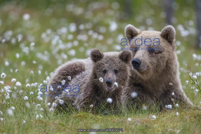 : Eurasian Brown Bear (Ursus arctos) mother with cub, Finland : Eurasian Brown Bear (Ursus arctos) mother with cub, Finland