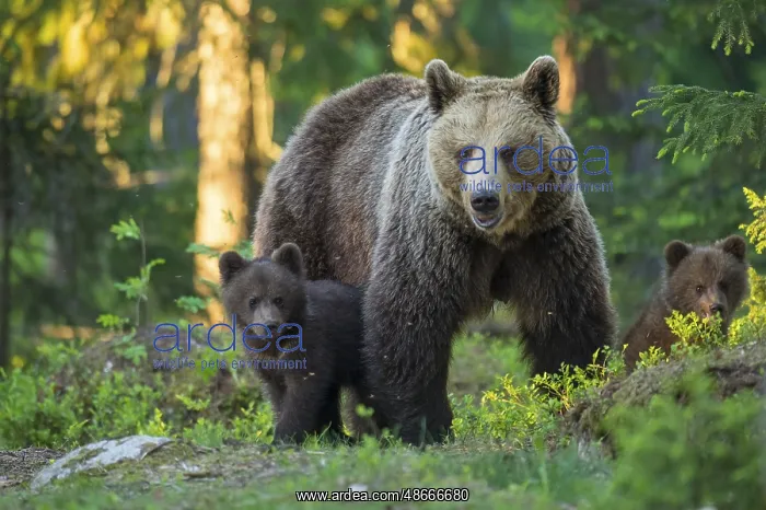 : Eurasian Brown Bear (Ursus arctos) mother with cubs in : Eurasian Brown Bear (Ursus arctos) mother with cubs in