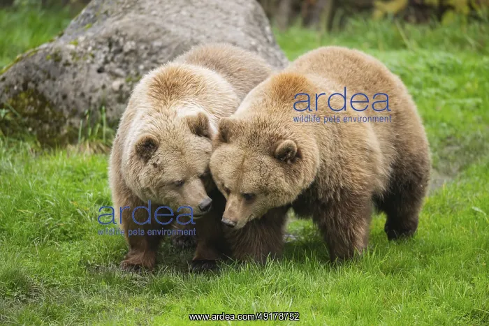 : Eurasian Brown Bears (Ursus arctos arctos) walking on a meadow : Eurasian Brown Bears (Ursus arctos arctos) walking on a meadow