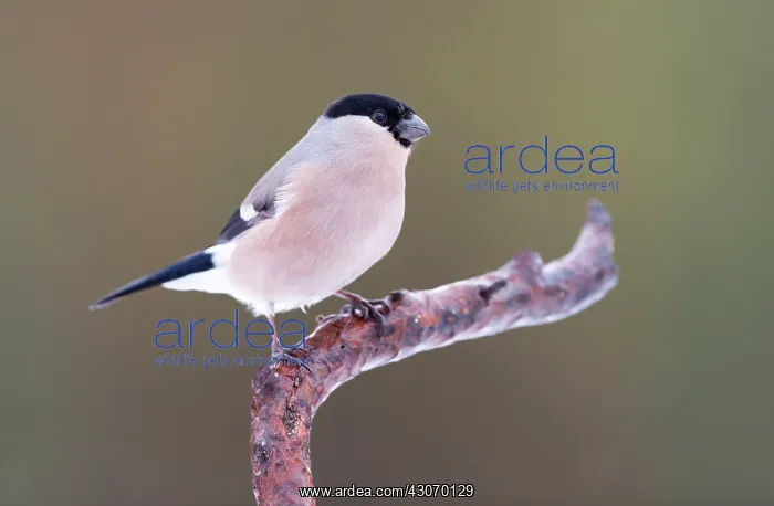 : Eurasian Bullfinch : Eurasian Bullfinch