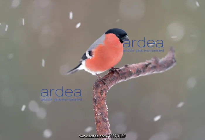 : Eurasian Bullfinch : Eurasian Bullfinch