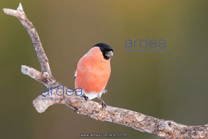 : Eurasian Bullfinch : Eurasian Bullfinch