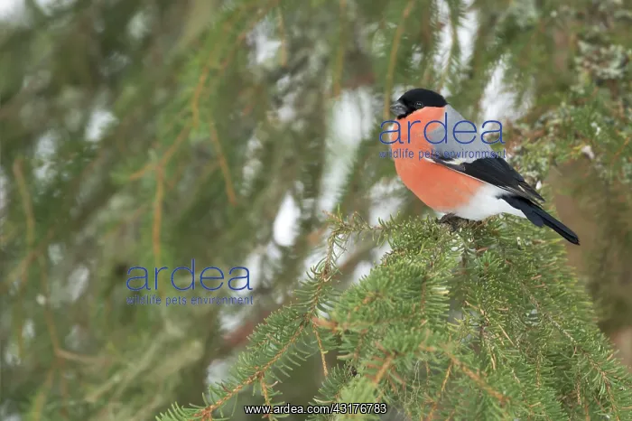  : Eurasian Bullfinch
