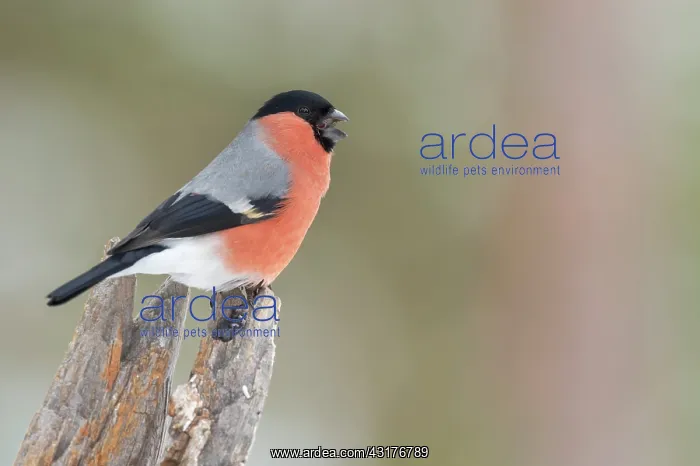 : Eurasian Bullfinch : Eurasian Bullfinch