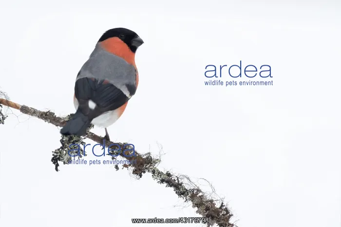 : Eurasian Bullfinch : Eurasian Bullfinch