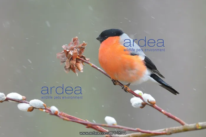 : Eurasian Bullfinch : Eurasian Bullfinch