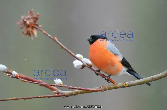 : Eurasian Bullfinch : Eurasian Bullfinch