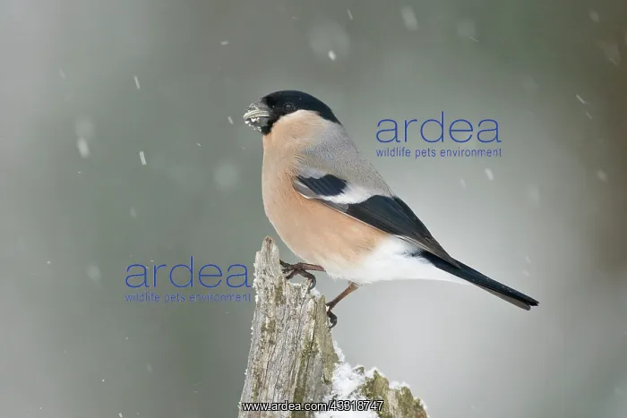 : Eurasian Bullfinch : Eurasian Bullfinch