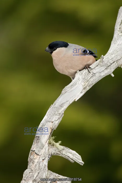 : Eurasian Bullfinch : Eurasian Bullfinch