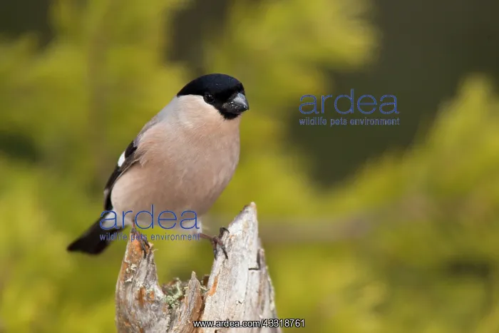 : Eurasian Bullfinch : Eurasian Bullfinch